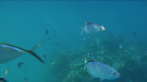 Fish Swim Towards Camera Stock Footage 716081