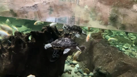 Fish swim with turtles in an aquarium Stock Footage 329091929