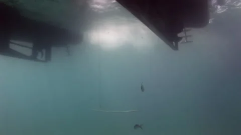 Fish swim under dive deck in sun underwater view. Stock Footage 235789649