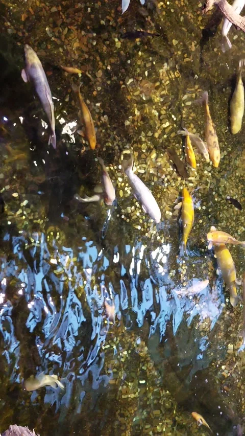 Fish swim video Video stock 255587227