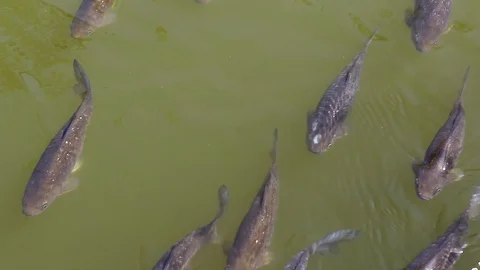 Fish that swim in the water Stock Footage 89144884
