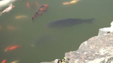 Fish swim in the water Video stock 100289224