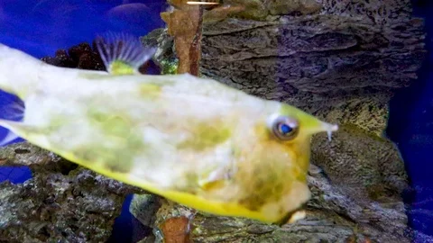Fish swim in the water Vídeo Stock 111223655
