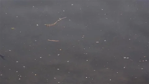 Fish that swim on the water surface Stock Footage 95755555