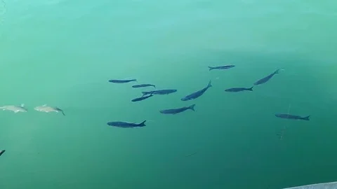 Fish swiming in  the water Stock-Footage 93597153