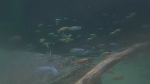 Fish Swimming 1 4k Stock Footage 122014750