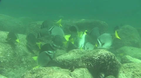 Fish Swimming 1 Video stock 19084365