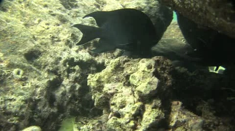 Fish Swimming 10 Video stock 19085205