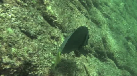 Fish Swimming 11 스톡 동영상 19085289