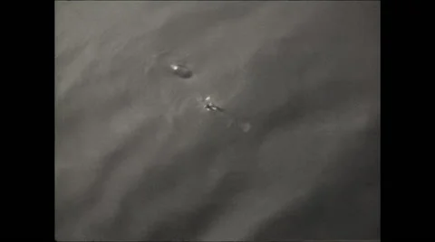 Fish Swimming 1926 Stock Footage 56162143