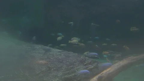 Fish Swimming 2 4k Stock Footage 122014762