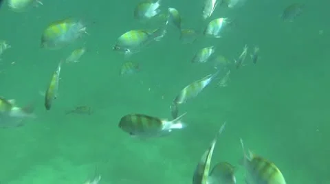 Fish Swimming 3 Video stock 19084490