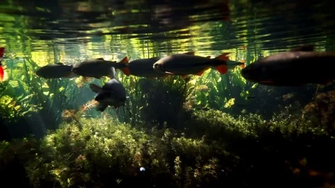 Fish swimming 3 Video stock 74872723