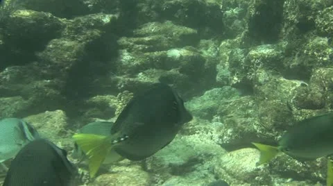 Fish Swimming 4 스톡 동영상 19088255