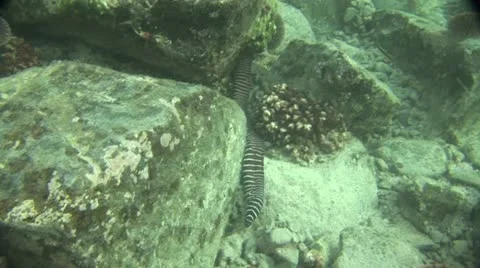 Fish Swimming 5 Stock-Footage 19084611