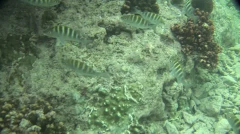 Fish Swimming 6 Stock-Footage 19084753