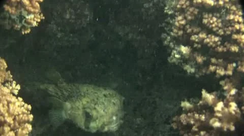 Fish Swimming 7 動画素材 19084849