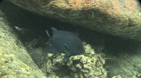 Fish Swimming 8 動画素材 19084984