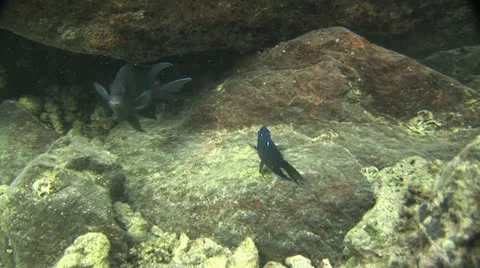 Fish Swimming 9 動画素材 19085109