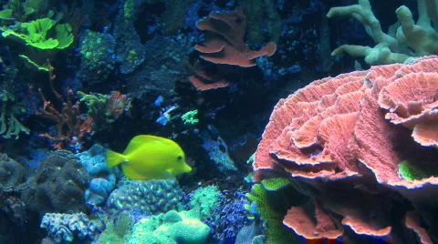 Fish swimming about in Reef Stock Footage 289568
