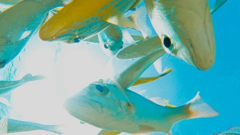 Fish swimming above camera 動画素材 125408762