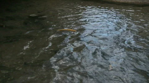Fish Swimming Against Current Stock Footage 830167