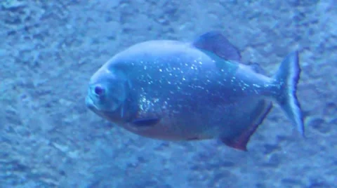 Fish swimming alone Stock Footage 52349446