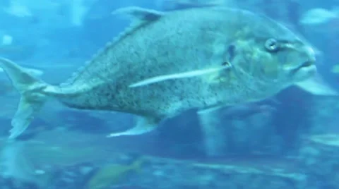 Fish swimming alone Video stock 52349544