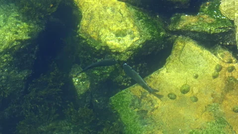 Fish Swimming Among Algae-Covered Rocks Stock Footage 277755334