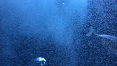 Fish swimming among the bubbles Stockbeeldmateriaal 147134748