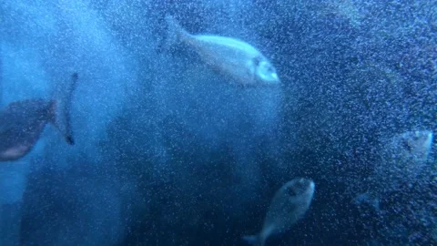 Fish swimming among the bubbles 動画素材 147136461