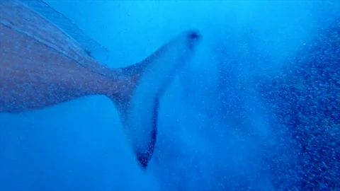 Fish swimming among the bubbles Vidéo 147139381