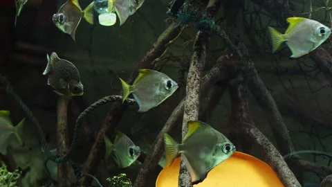 Fish swimming among plastic waste and ocean pollution Stock Footage 343233793