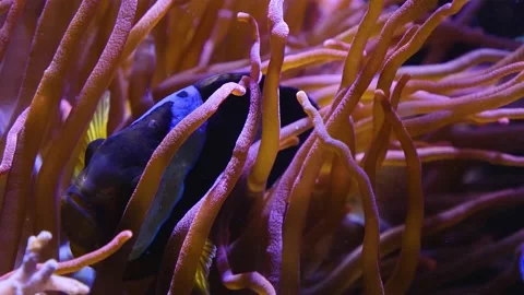 Fish swimming in anemone. Video stock 143217669