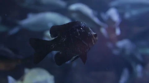  Fish swimming in an aquarium, different types of fish. 스톡 동영상 50541256