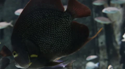  Fish swimming in an aquarium, different types of fish. Stock Footage 50541371