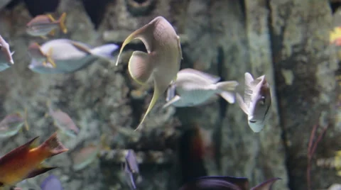 Fish swimming in an aquarium, different types of fish. Stock Footage 50541503