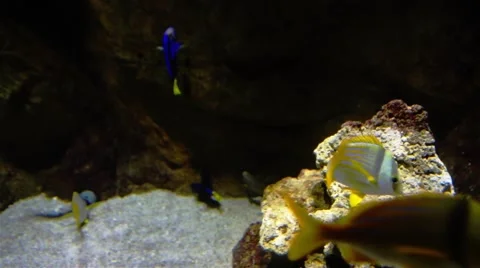Fish Swimming In Aquarium Stock Footage 45017773