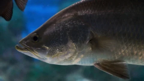 Fish Swimming in Aquarium Video stock 112583235