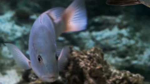 Fish Swimming in Aquarium Stock Footage