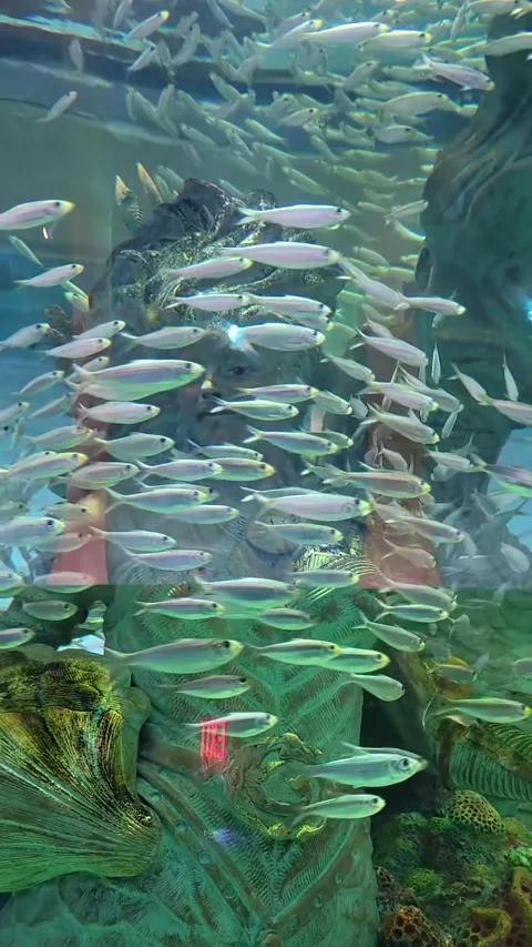 Fish swimming in a aquarium Stock Footage 166321103