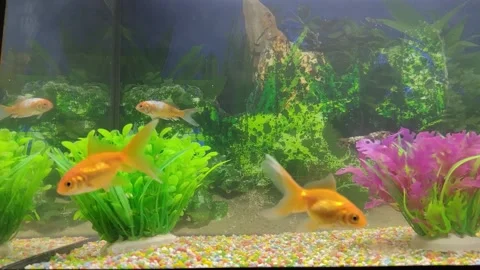Fish swimming in the aquarium Stock Footage 167479867