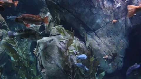 Fish swimming in an aquarium Stock Footage 167613952