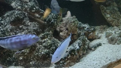 Fish swimming in an aquarium Stock Footage 188462853