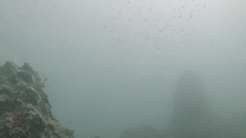 Fish Swimming Around Reef Rocks Underwater in GP-Log Stock Footage 340823030