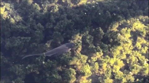 Fish swimming backwards while searching for foods in the lake water. 4K Stock Footage 159634136