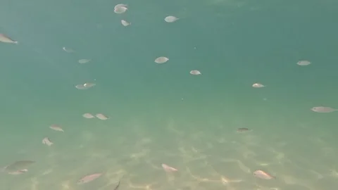 Fish swimming at the beach 스톡 동영상 260782877