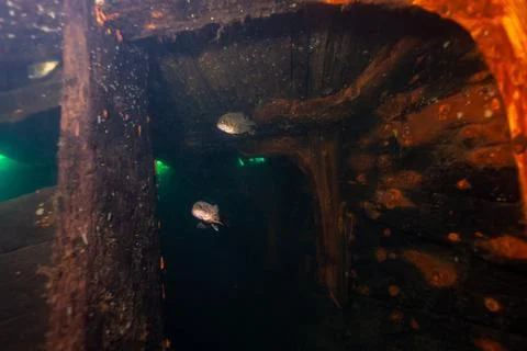 Fish swimming below the deck of a sunken shipwreck Stock Photos