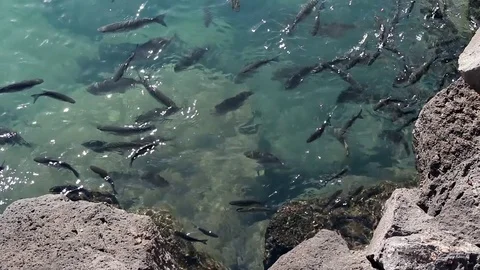 Fish swimming below rocks in harbor Stock Footage 85064430