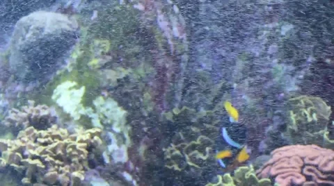 Fish swimming between particles Stock Footage 52349584